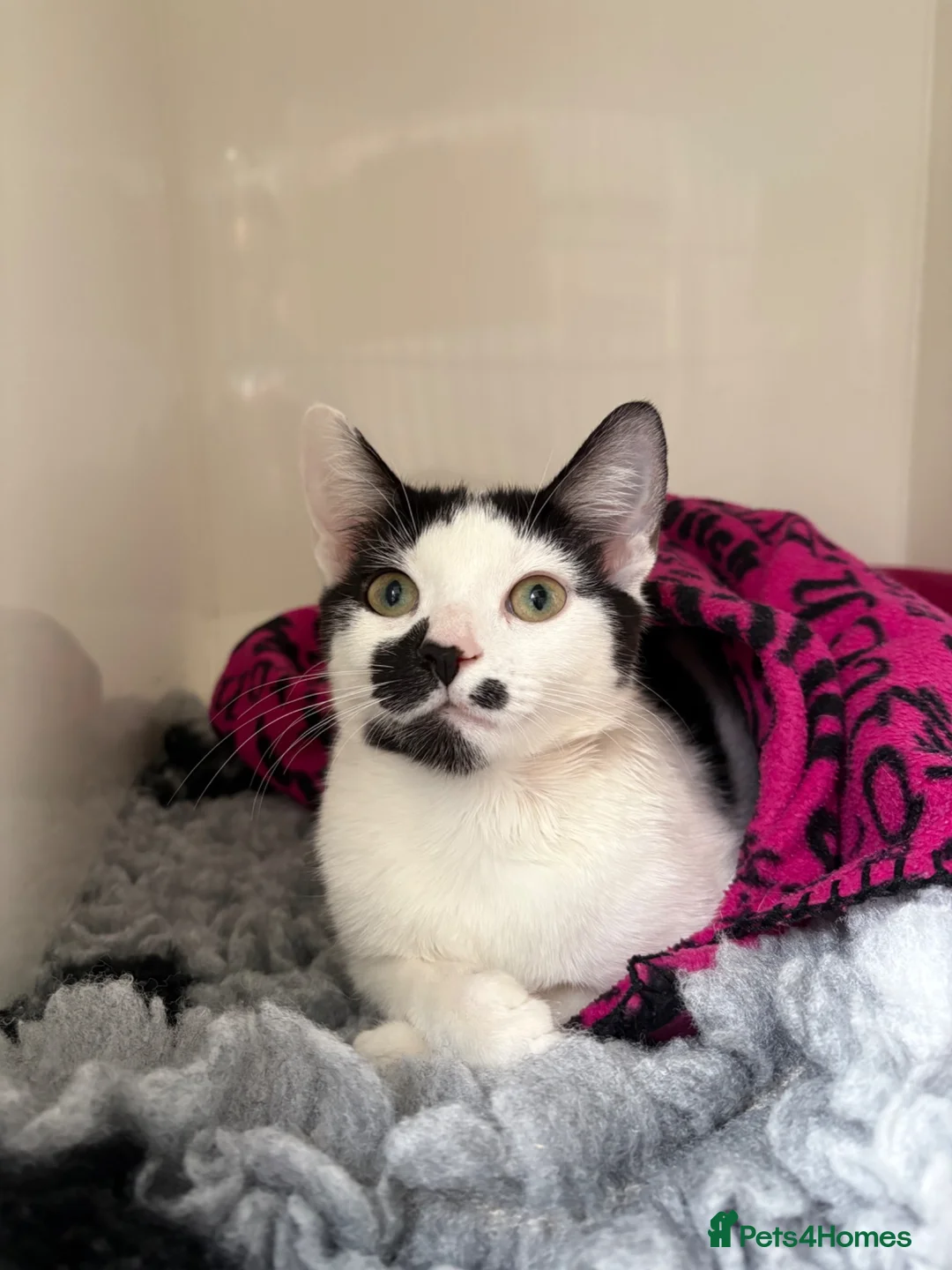 Mixed Breed cats for sale: Rehoming Diva 🖤 in Smethwick - Advert 1