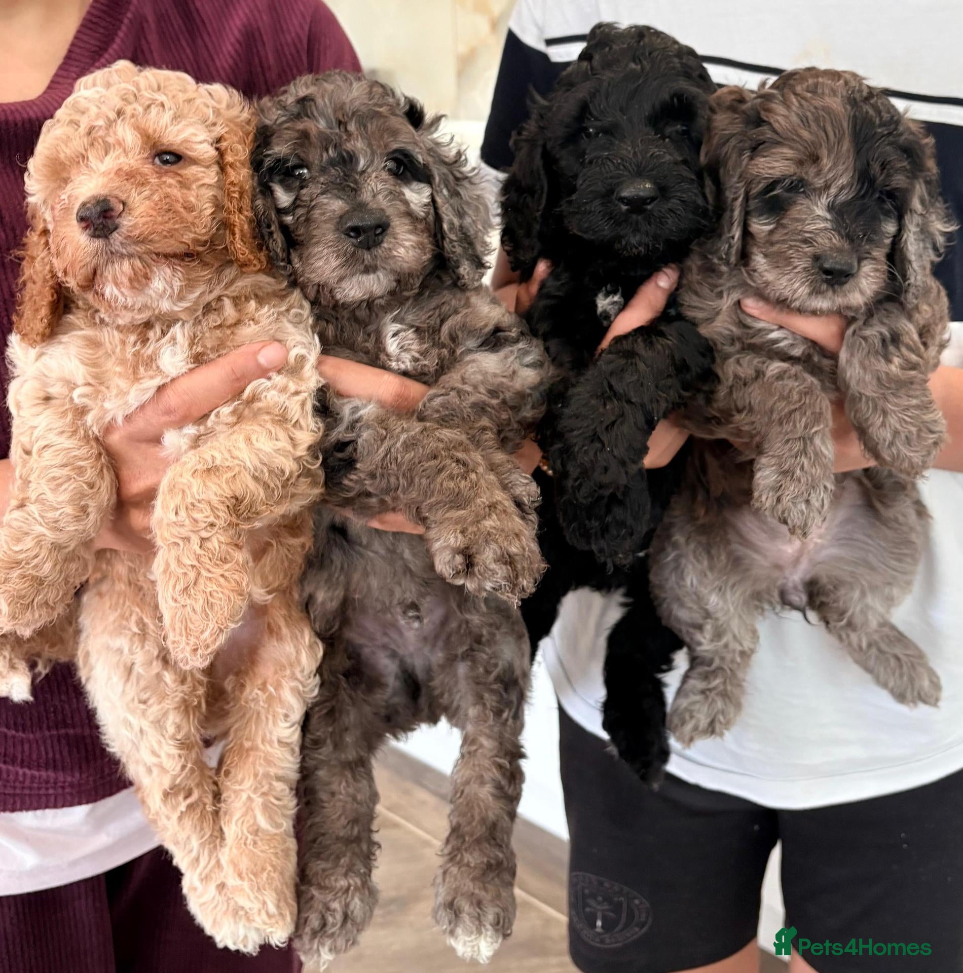 Cockapoo dogs Gorgeous Rainbow Litter of Teddy Bear Puppies! 🐾 - Advert 2