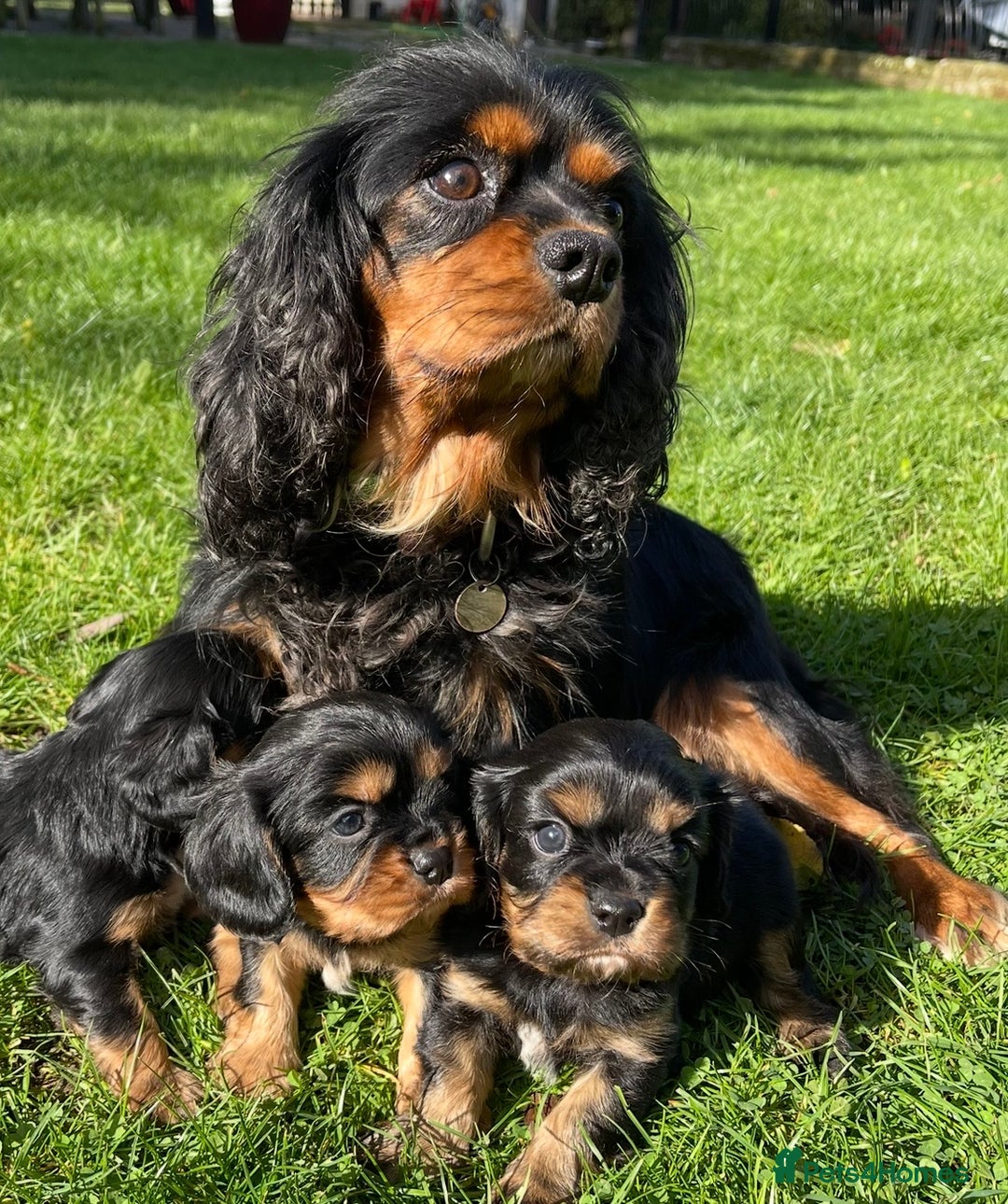 Gallery Image {{count}}