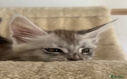 Maine Coon cats for sale: Maine Coon boy male TICA pedigree shaded  - Image 5