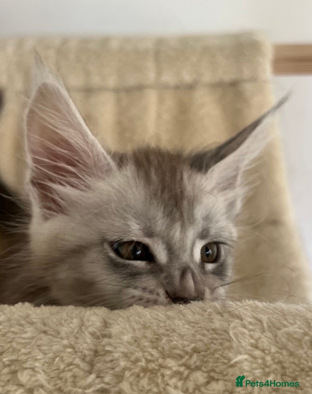Maine Coon cats for sale: Maine Coon boy male TICA pedigree shaded  - Image 5