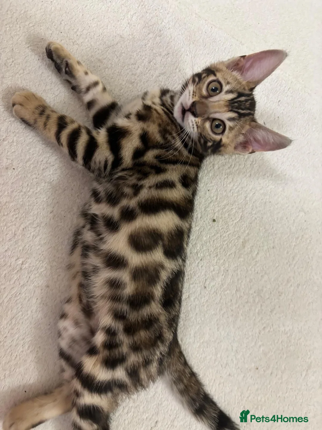 Bengal cats for sale: BENGAL BREED CLEAN in Orpington - Advert 1