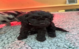 Cavapoo dogs for sale: Gorgeous Rare-Colouring Cavapoo Puppies - Advert 35