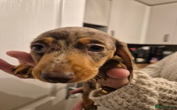 Miniature Dachshund dogs for sale: miniature daschund from £1200 - £1000 - Image 12