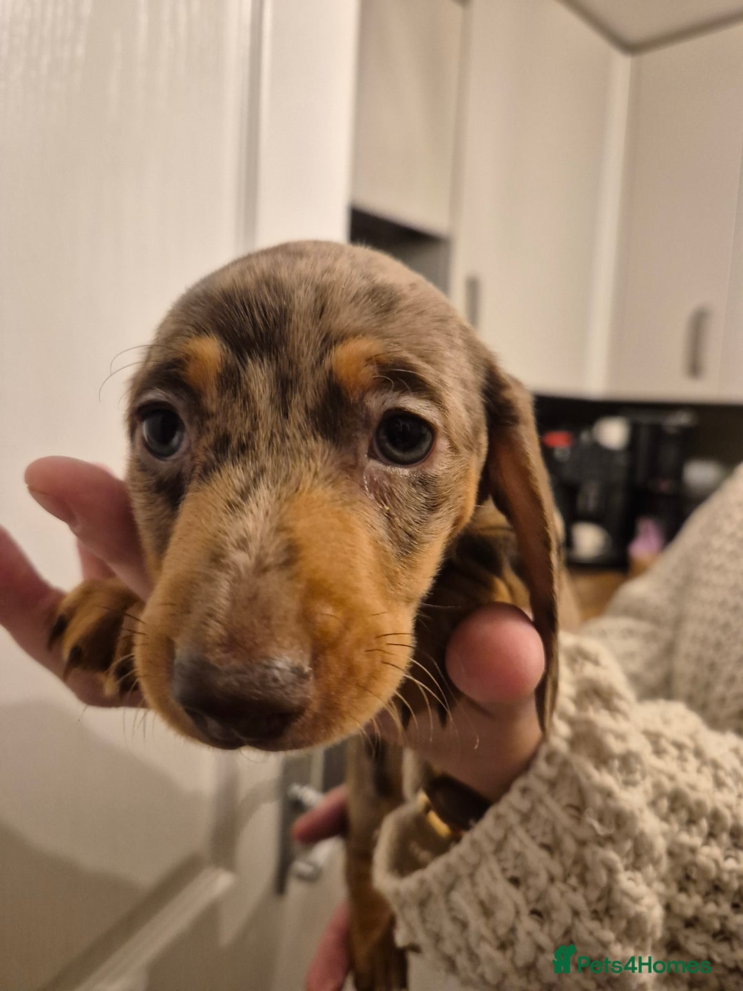 Miniature Dachshund dogs for sale: miniature daschund from £1200 - £1000 - Image 12