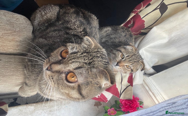 British Shorthair cats - Advert 1