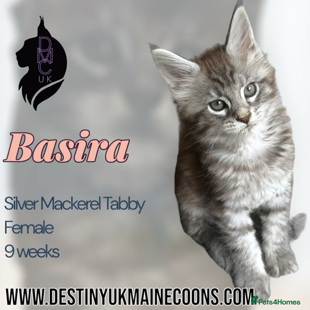 Maine Coon cats for sale: Ready Now - 4 Pedigree Silver Maine Coon Kittens - Image 3