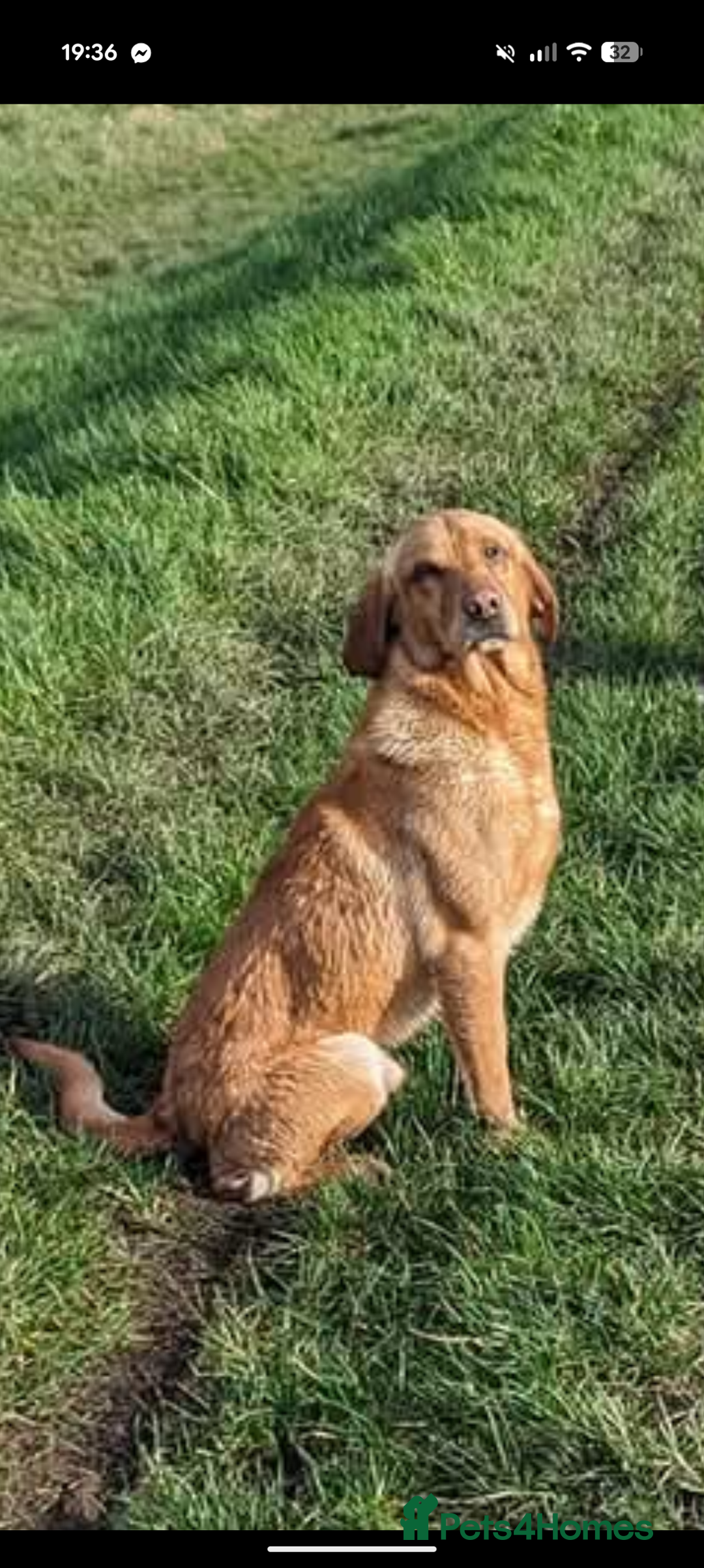 Springador dogs for sale: Stunning springerdors  - Advert 7