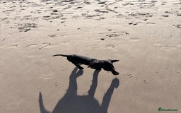 Cocker Spaniel dogs for sale: 12 week old cocker spaniel - Image 6