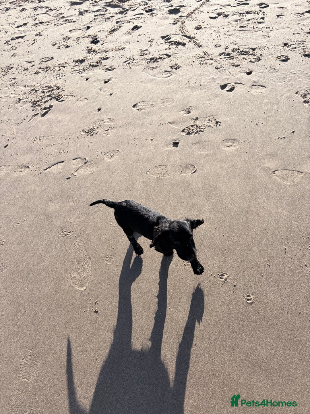 Cocker Spaniel dogs for sale: 12 week old cocker spaniel - Image 6