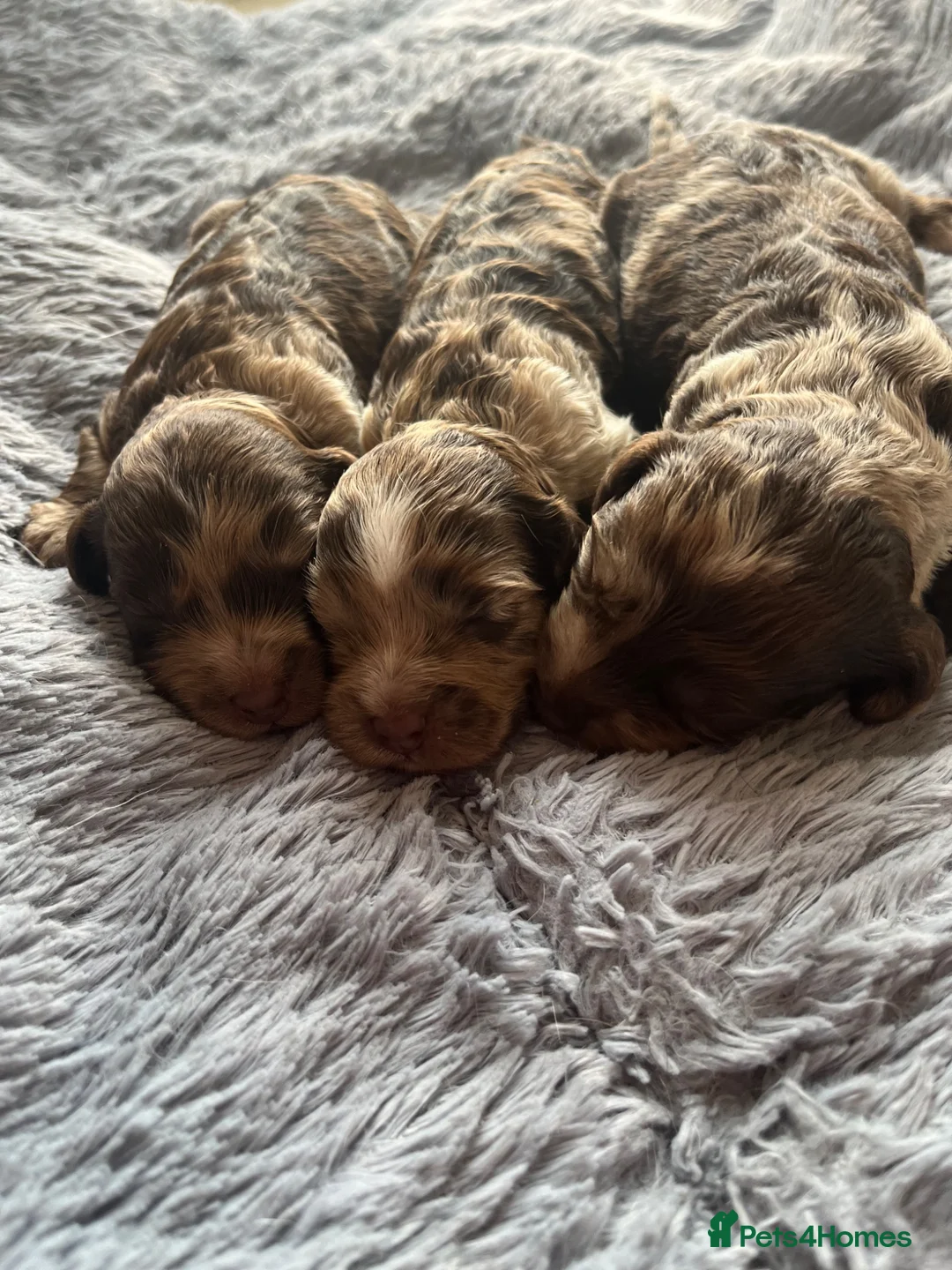 Cockapoo dogs for sale: 💙Beautiful,super friendly,Cockapoo F1 Puppies  - Advert 1