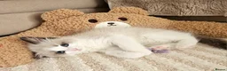 Ragdoll cats for sale: Ragdoll Tica Pedigree kittens - Advert 8