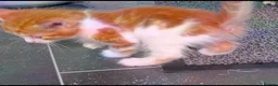 Mixed Breed cats for sale: Every Colour Imaginable! Bo's blue-eyed Beauties - Advert 15