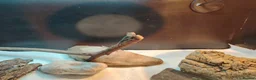 Bearded Dragon reptiles for sale: Baby Bearded Dragons - Advert 3