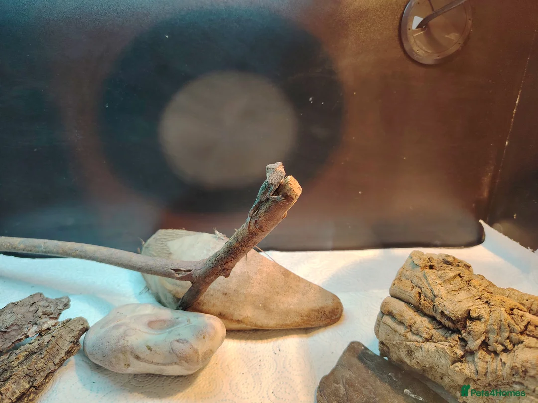 Bearded Dragon reptiles for sale: Baby Bearded Dragons - Advert 3