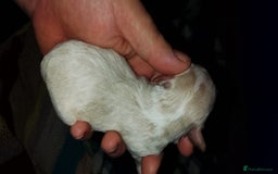 Shihpoo dogs for sale: Shihpoo x kc registered toy poodle  - Image 12