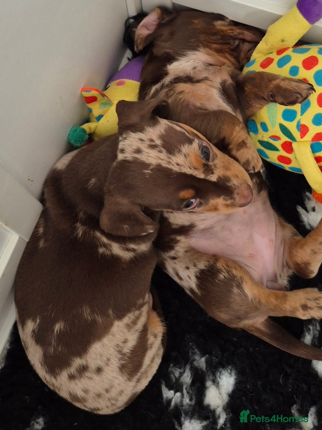Miniature Dachshund dogs for sale: Miniature Daschund, chocolate & tan dapple smooth - Image 5