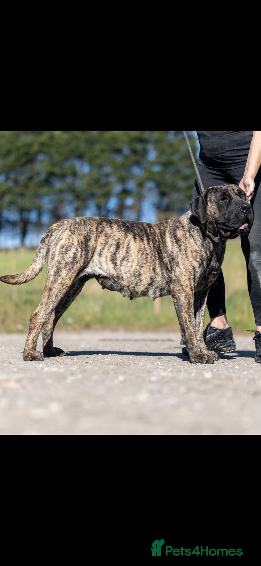 Presa Canario dogs for sale: Presa Canario pups  - Advert 2