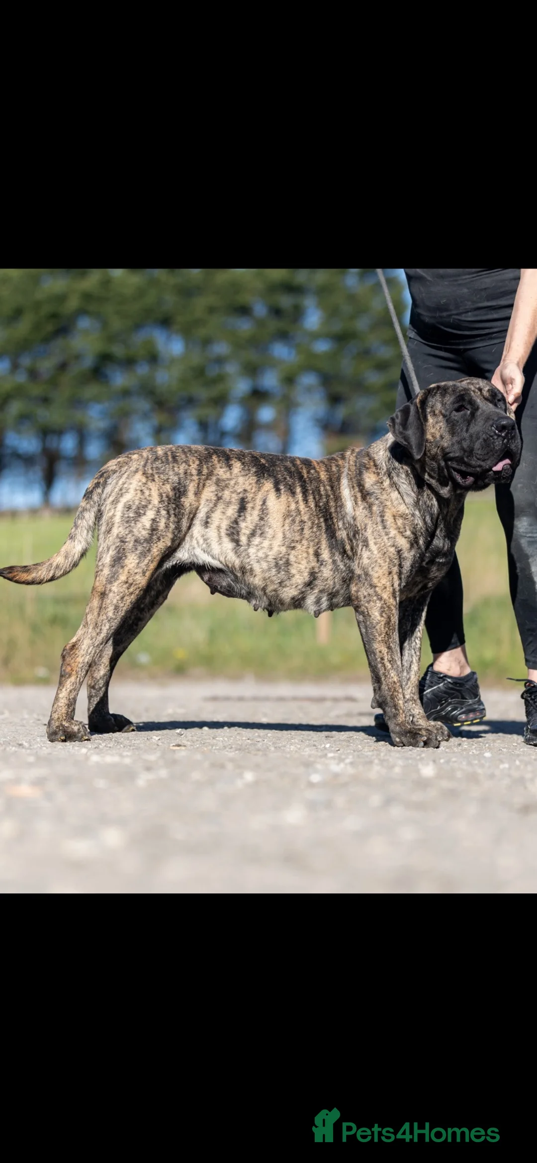 Presa Canario dogs for sale: Presa Canario pups  in Middlesbrough - Advert 2