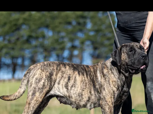 Presa Canario dogs for sale: Presa Canario pups - Advert 2