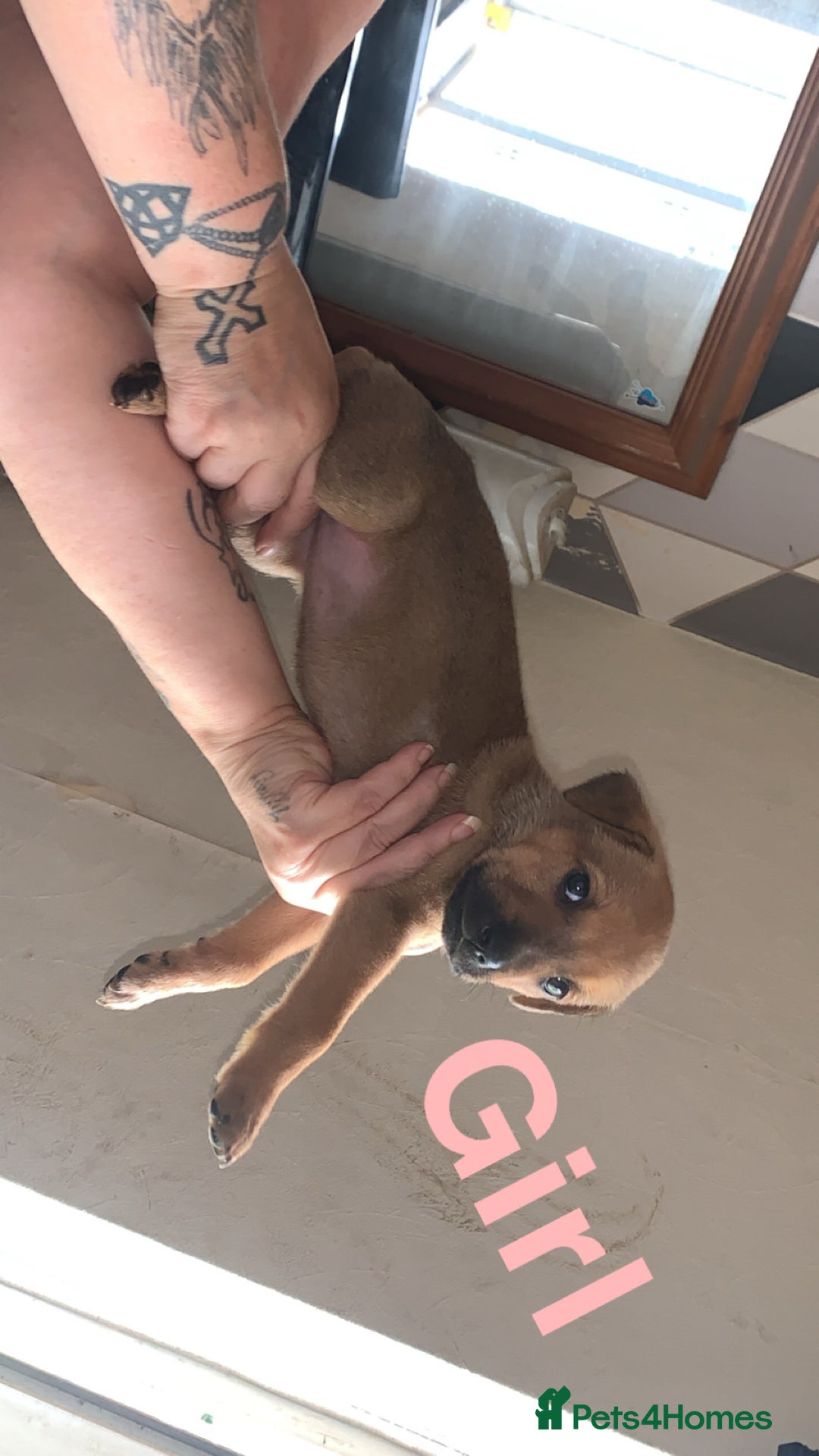 Mixed Breed dogs for sale: German Shepherd x Staffy  - Image 2