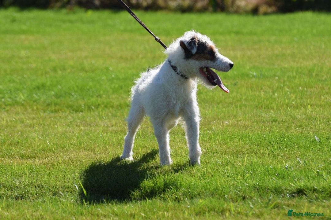 Parson Russell dogs for stud: 5 star licensed registered breeder - Advert 8