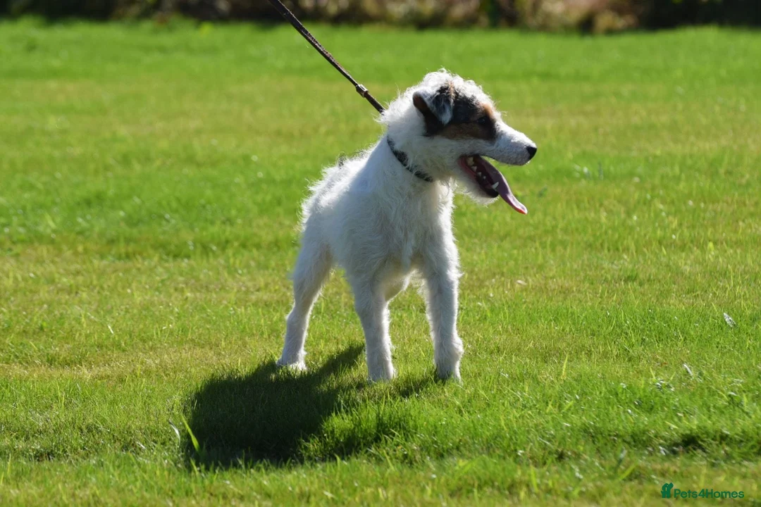 Parson Russell dogs for stud: 5 star licensed registered breeder - Advert 8