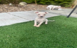 Italian Greyhound dogs for sale: Italian greyhound puppies - Image 4