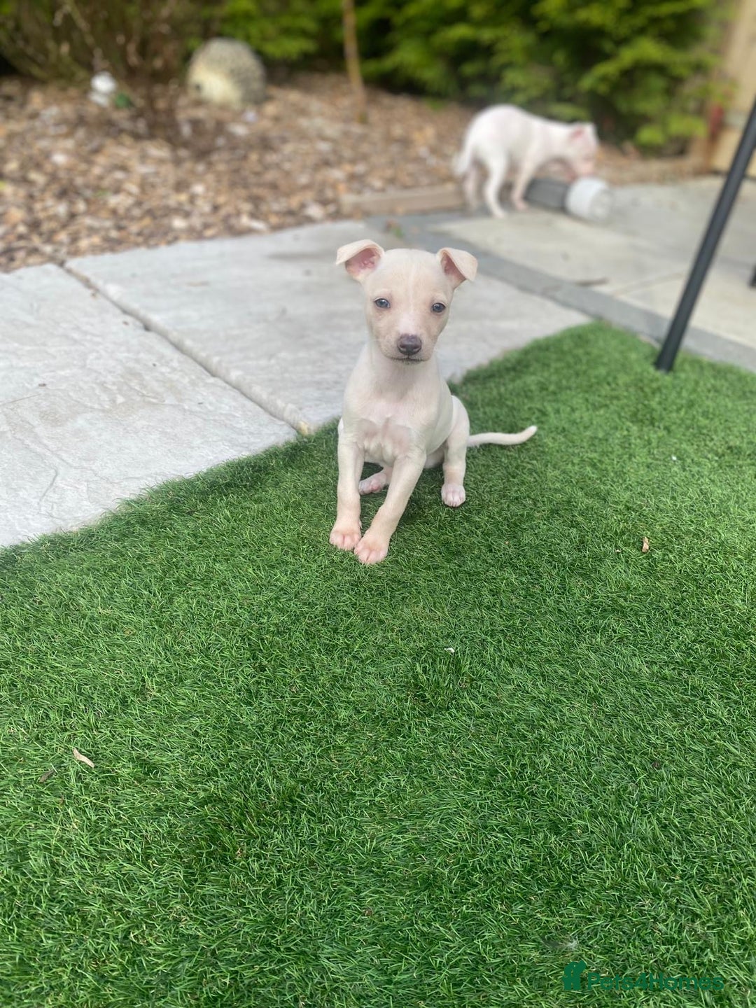 Italian Greyhound dogs for sale: Italian greyhound puppies - Image 4