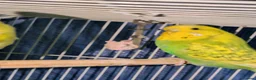 Budgerigars birds for sale: Young budgies for sale in Falkirk - Advert 8