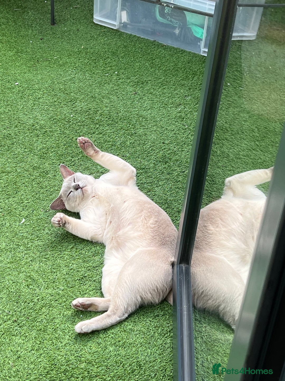 Burmese cats for sale: Noodle - Image 4