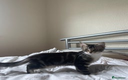 Snowshoe cats for sale: Snowshoe cross kittens for sale - Image 5