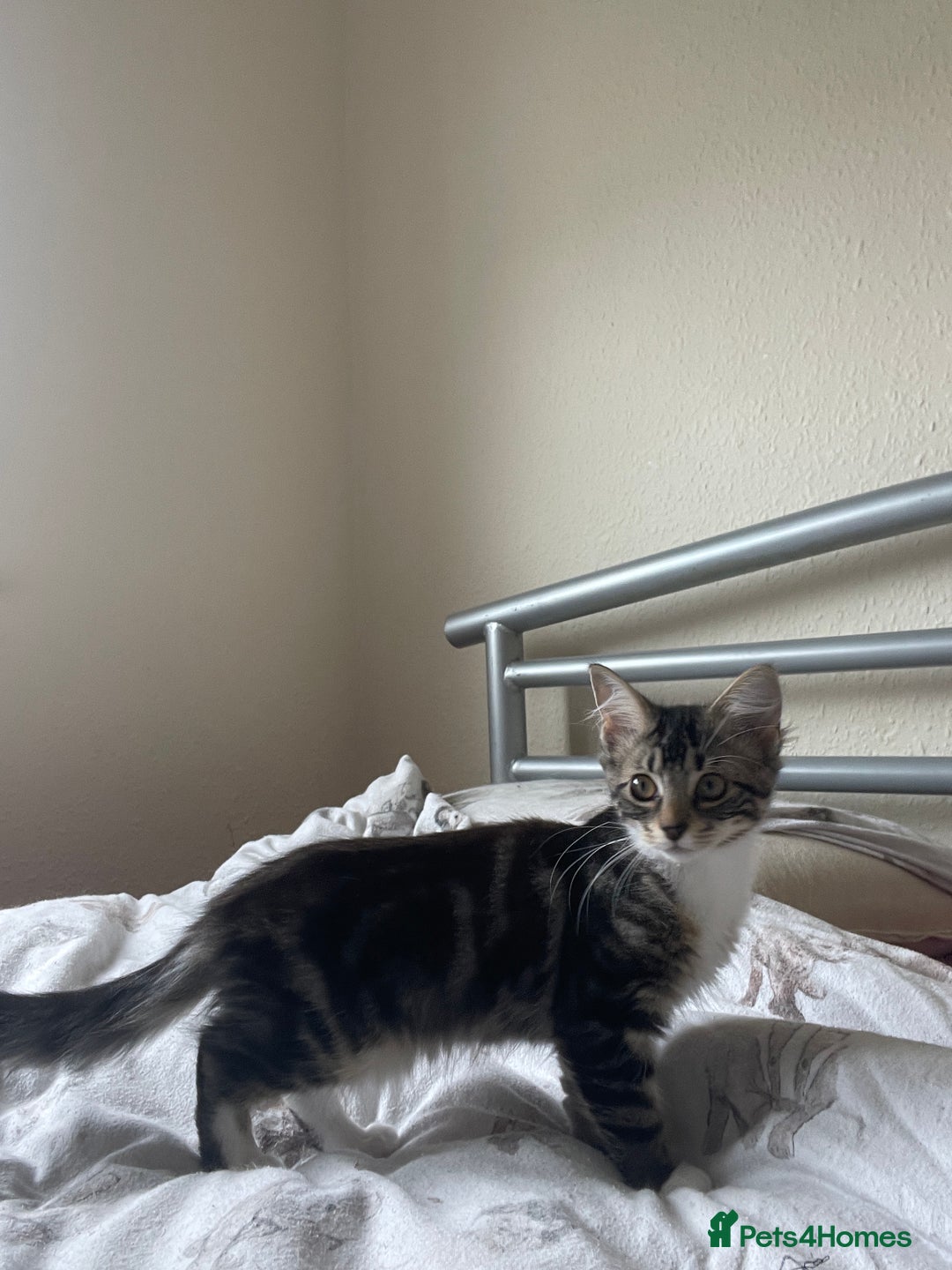 Snowshoe cats for sale: Snowshoe cross kittens for sale - Image 5