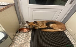 German Shepherd dogs for sale: Luna  - Image 7