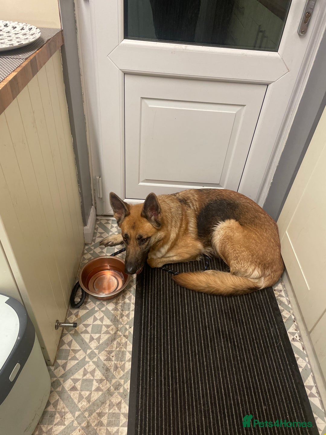 German Shepherd dogs for sale: Luna  - Image 7