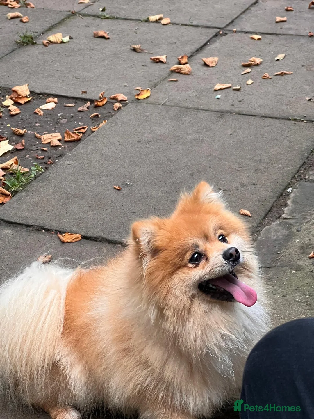 Pomeranian dogs for sale: Pomeranian in Watford - Advert 9