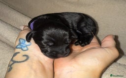 Mixed Breed dogs for sale: chunky litter of French bulldog cross cockapoo - Advert 16