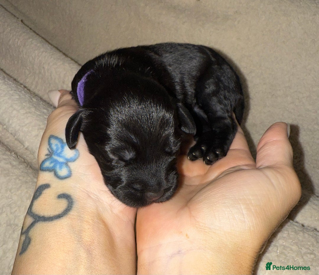 Mixed Breed dogs for sale: chunky litter of French bulldog cross cockapoo - Advert 16