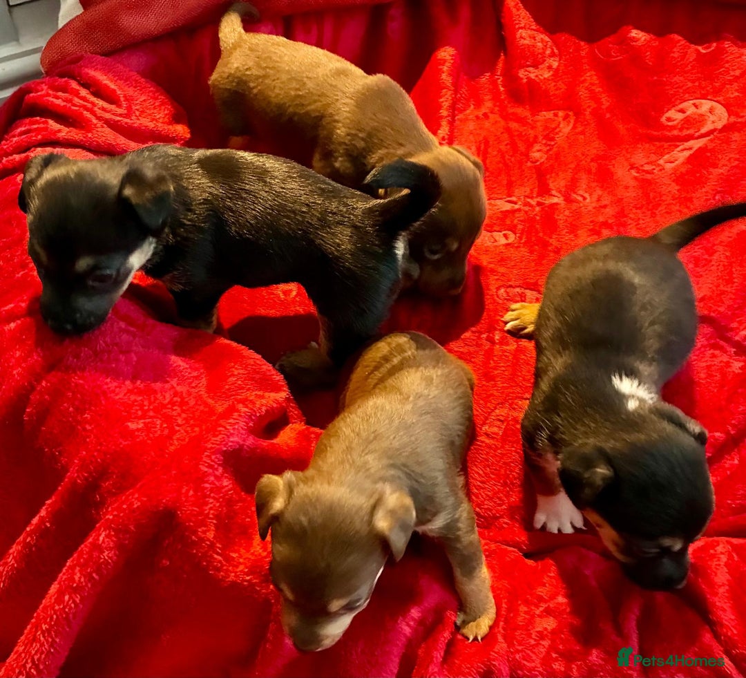 Jack Russell dogs for sale: Miniature Jack Russel Pups for sale - Advert 4