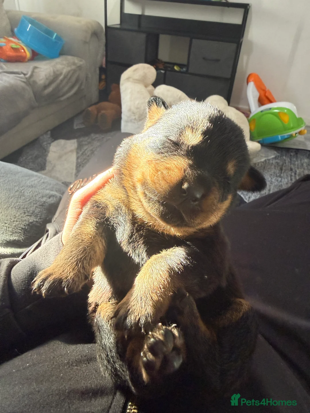 Rottweiler dogs for sale: 10 beautiful German Rottweiler Puppies Champion  - Advert 27