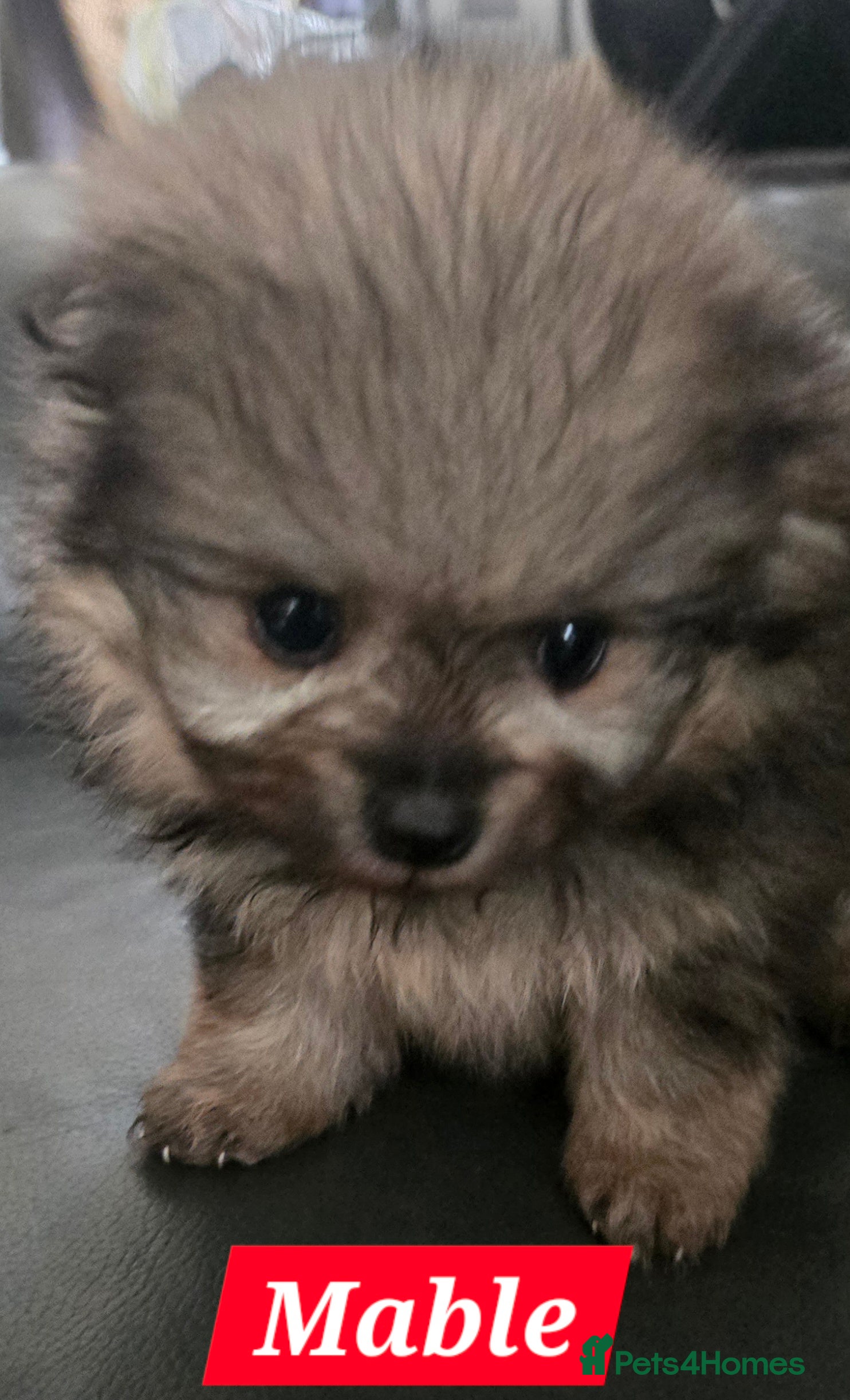 Pomeranian dogs Pretty Pomeranians  - Advert 3