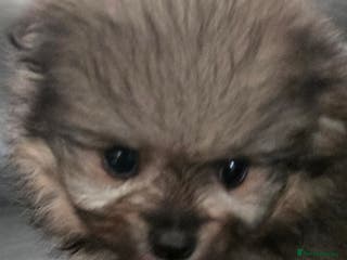 Pomeranian dogs Pretty Pomeranians - Advert 3