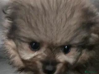 Pomeranian dogs Pretty Pomeranians - Advert 2