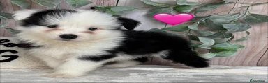 Pink Collar Female