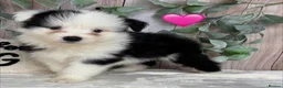 Border Collie dogs for sale: Outstanding KC Show Border Collie Puppies in Wisbech - Advert 7