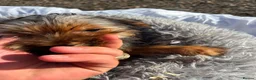 Yorkshire Terrier dogs for sale: Yorkshire terriers  - Advert 8