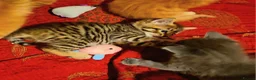 Mixed Breed cats for sale: Elven Bengal Kittens  - Advert 13