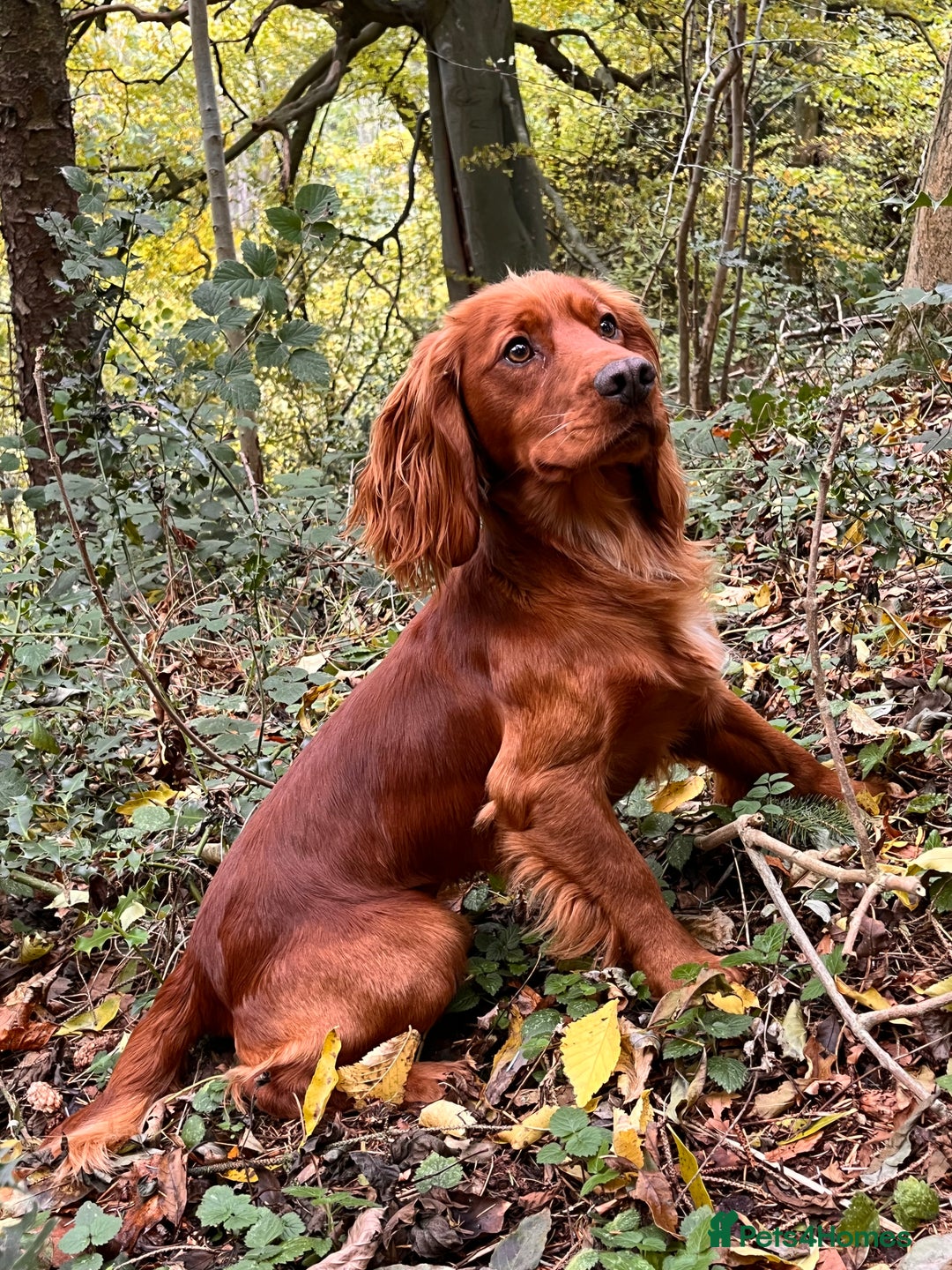 Cocker Spaniel dogs for stud: FTCH x FTCH KC Cocker Spaniel Stud - Advert 7