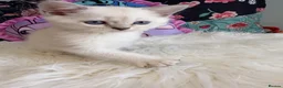 Scottish Fold cats for sale: 🐾 Stunning Scottish kitties 🐾 - Advert 26
