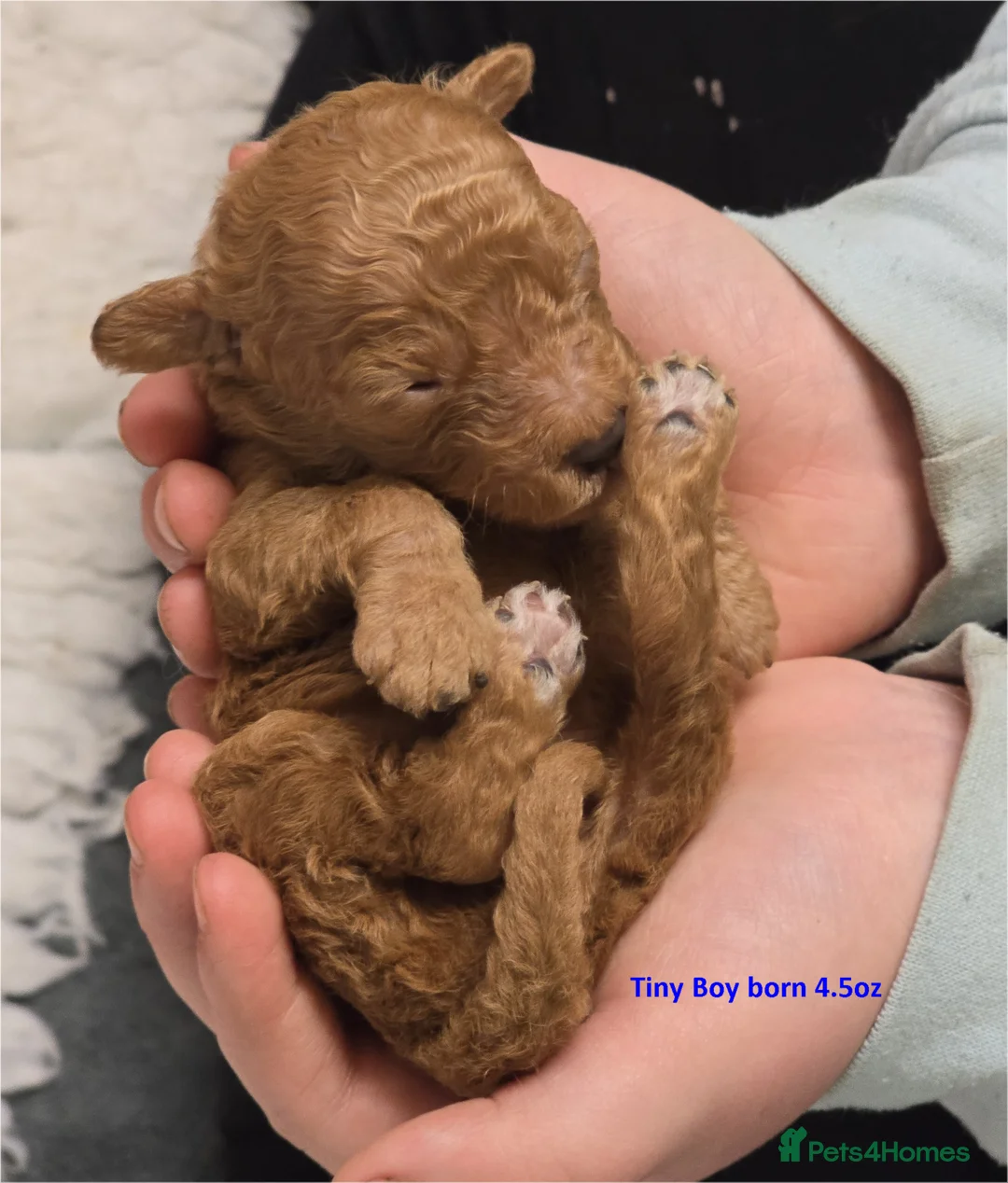 Cockapoo dogs for sale: Beautiful DNA Health tested Cockapoos - Advert 20